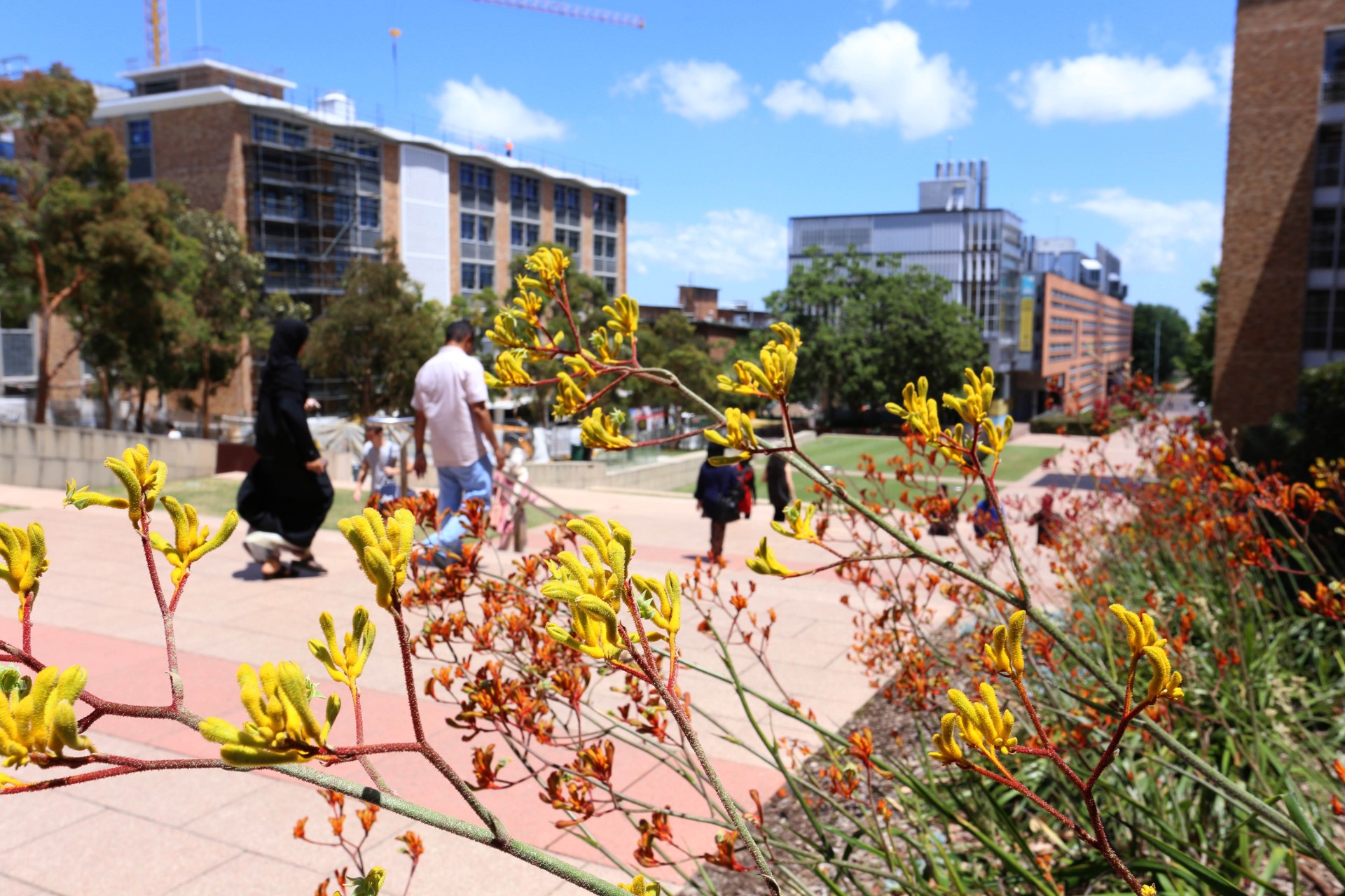 UNSW Kensington campus