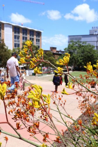 UNSW Kensington campus